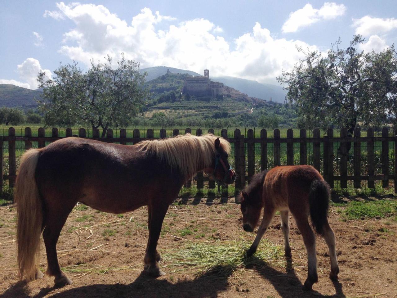 Agriturismo Il Girasole อัสซิซี ภายนอก รูปภาพ