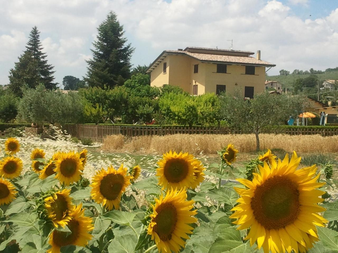 Agriturismo Il Girasole อัสซิซี ภายนอก รูปภาพ