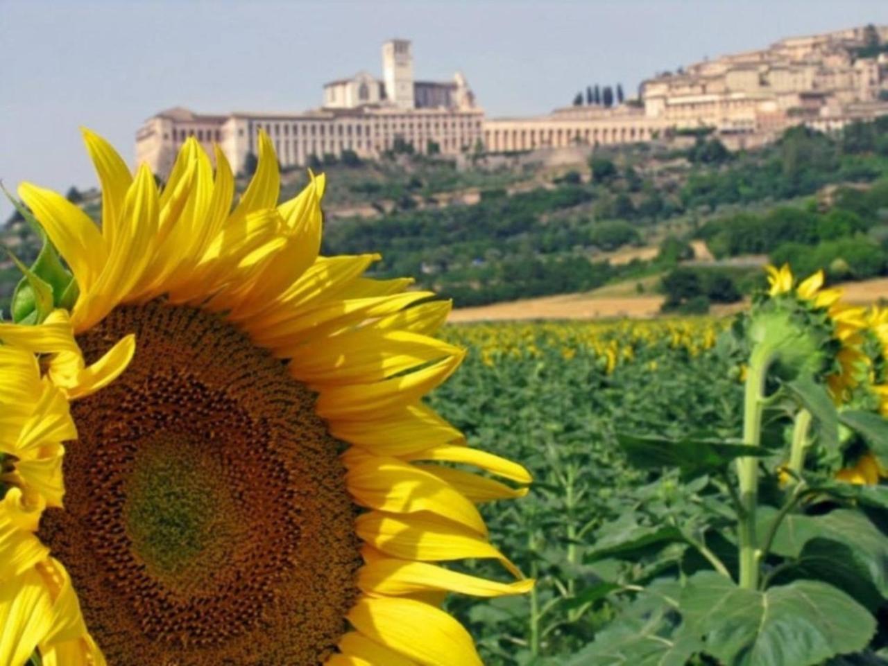 Agriturismo Il Girasole อัสซิซี ภายนอก รูปภาพ